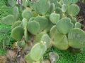 Opuntia spinulifera